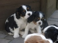 /album/artus/p6041187-jpg/